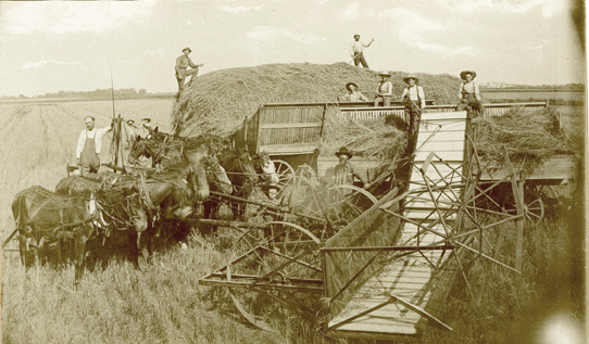 Wheat Harvest